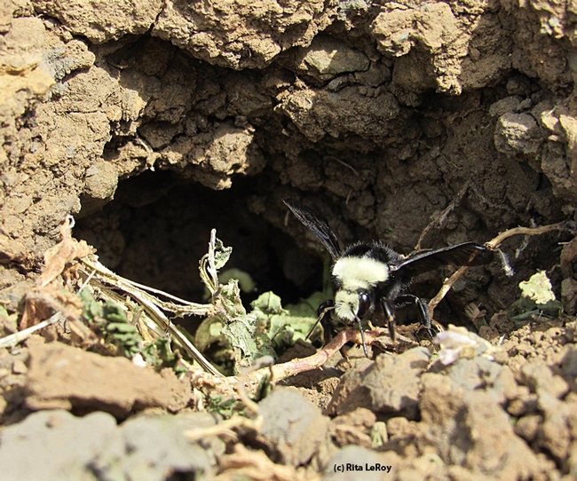 Bumble bees, Bombus vosnesenskii,are nesting in a ground cavity at the Loma Vista Farm, Vallejo. (Photo by Rita LeRoy, Loma Vista Farm)