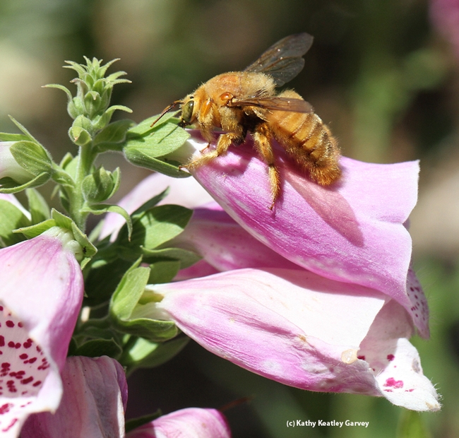 A male Valley carpenter bee engaging in nectar robber; he's drilling a hole in a foxglove to get the nectar, avoiding the pollination process. (Photo by Kathy Keatley Garvey)