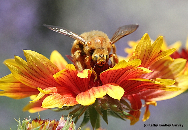 Eyeing the photographer, a male Valley carpenter bee gets ready to leave a blanket flower. (Photo by Kathy Keatley Garvey)