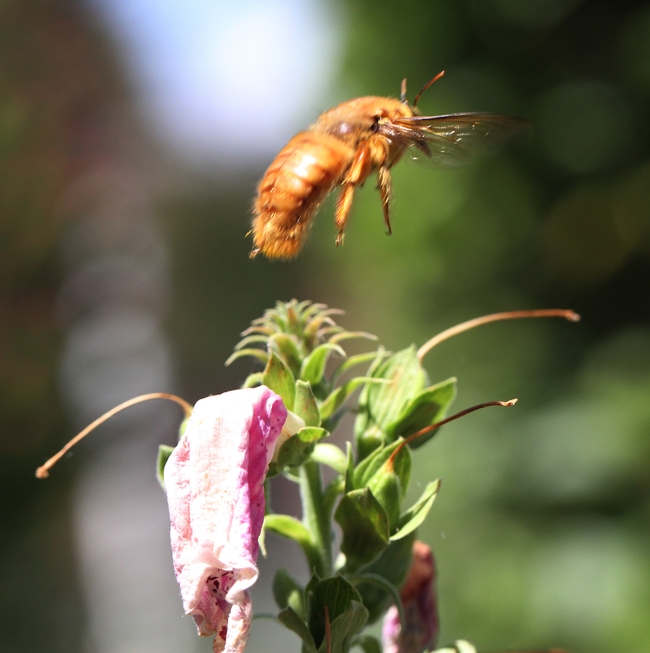 A male Valley carpenter bee lifts off a foxglove. He was early chased by a territorial male European wool carder bee. (Photo by Kathy Keatley Garvey)