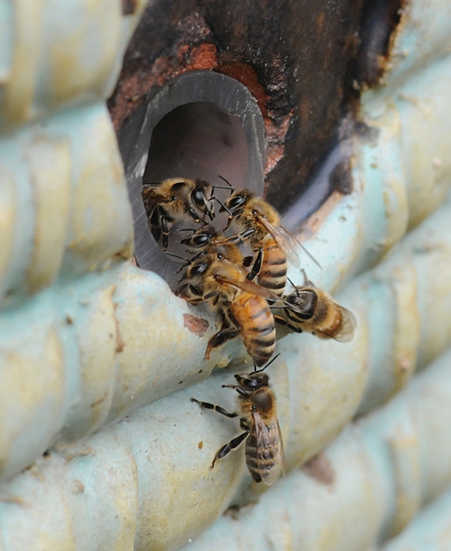 GUARDS at the bee colony make sure no intruders enter. (Photo by Kathy Keatley Garvey)