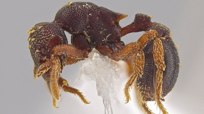 A side view of the new ant species Eurhopalothrix zipacna that Jack Longino discovered in Central America. (Photo by Jack Longino)
