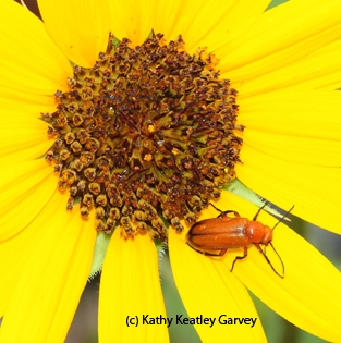 Linnaean Games have included questions about the blister beetle,Meloidae. (Photo by Kathy Keatley Garvey)