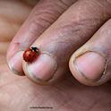 A farmer's hand and a very beneficial insect, the lady beetle, aka ladybug. (Photo by Kathy Keatley Garvey)