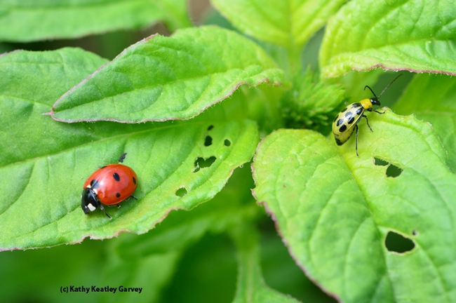 A beneficial insect, the lady beetle (far left), and a pest, the spotted cucumber beetle, share a leaf. (Photo by Kathy Keatley Garvey)