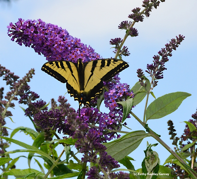 A Western tiger swallowtail, Papilio rutulus, forages on a butterfly bush at the Loma Vista Farm, Vallejo. (Photo by Kathy Keatley Garvey)