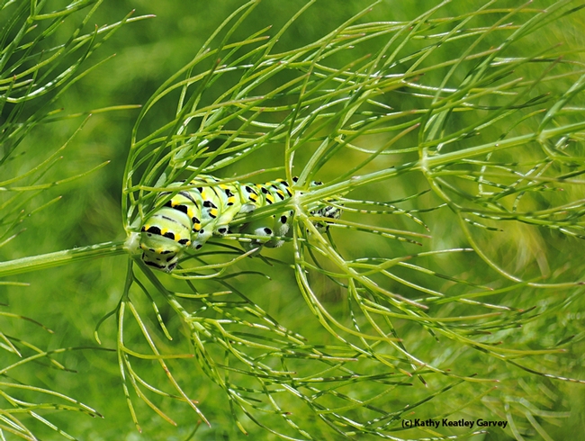 The caterpillar of an anise swallowtail, Papilio zelicaon, munches on fennel or anise, the host plant. (Photo by Kathy Keatley Garvey)