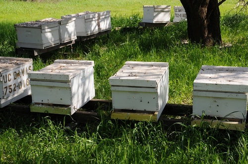 BEEKEEPING INDUSTRY is grateful to the Rev. Lorenzo Langstroth for inventing the moveable frame honey bee hive. These hives are at the Harry H. Laidlaw Jr. Honey Bee Research Facility at the University of California, Davis. (Photo by Kathy Keatley Garvey)