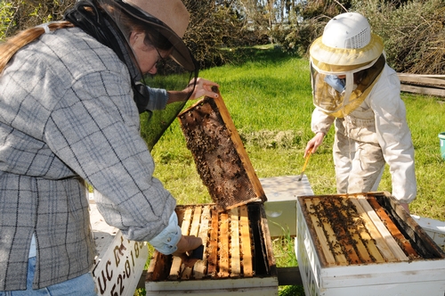 UC DAVIS bee breeder-geneticist Susan Cobey (left), manager of the Harry H. Laidlaw Jr. Honey Bee Research Facility at the University of California, Davis, tends her hives while beekeeper Elizabeth Frost assists. (Photo by Kathy Keatley Garvey)
