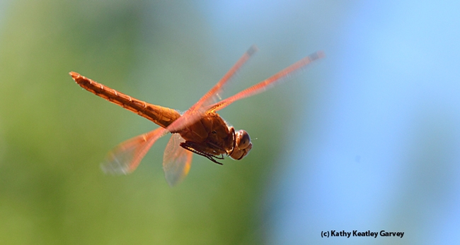 Caught in flight: Flameskimmer dragonfly,Libellula saturata. (Photo by Kathy Keatley Garvey)