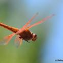 Caught in flight: Flameskimmer dragonfly,Libellula saturata. (Photo by Kathy Keatley Garvey)
