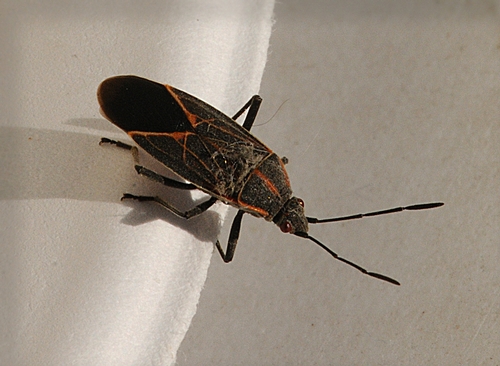 BOXELDER BUG likes to overwinter in homes and garages. (Photo by Kathy Keatley Garvey)