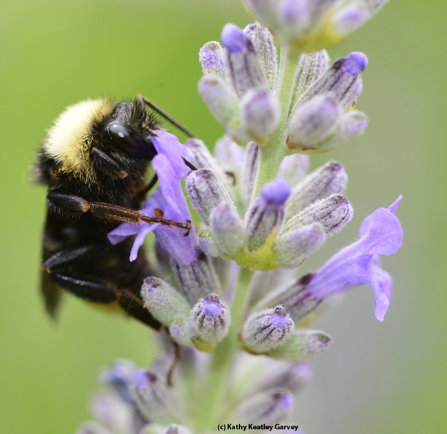 A sip of nectar! A black-faced bumble bee, Bombus californicus, on lavender. (Photo by Kathy Keatley Garvey)
