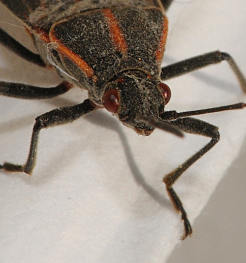 RED EYES of a boxelder bug. (Photo by Kathy Keatley Garvey)