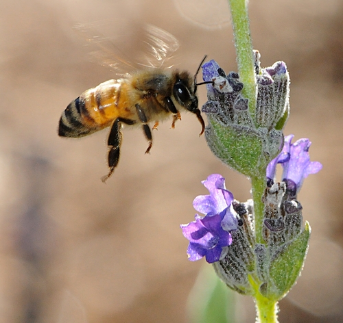 TONGUE EXTENDED in anticipation of nectar, a honey bee heads for lavender. Using the Pavlov dog method, bees can be trained to stick out their tongue, or proboscis, when they smell explosives. (Photo by Kathy Keatley Garvey)