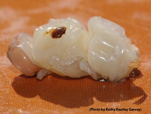 Questions about the Varroa mite (Varroa destructor), enemies of honey bees, are often asked at the Linnaean Games. This varroa is on a drone pupa. (Photo by Kathy Keatley Garvey)Mite on drone pupa. (Photo by Kathy Keatley Garvey)