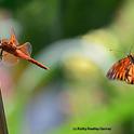 A Gulf Fritillary butterfly checking out a red flameskimmer dragonfly. (Photo by Kathy Keatley Garvey)