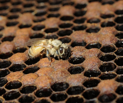 A NEWLY EMERGED BEE at the Harry H. Laidlaw Jr. Honey Bee Research Facility at the University of California, Davis. (Photo by Kathy Keatley Garvey)