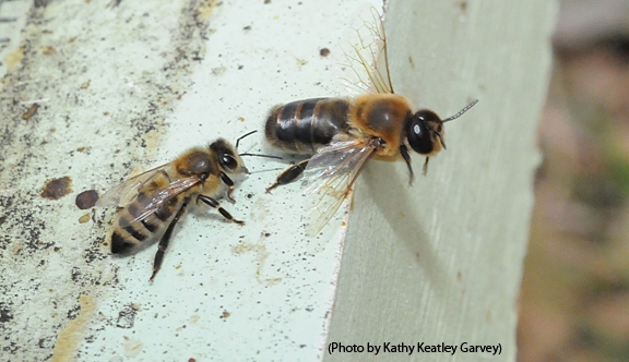 A worker bee pushes a drone out of the hive. The drone will be airborne shortly to find and mate with a virgin queen. (Photo by Kathy Keatley Garvey)