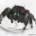 A jumping spider, Phidippus audax, 