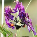 Check out the heavy load of orange pollen that this yellow-faced bumble bee, Bombus vosnesenskii, is packing. It is foraging on hairy vetch. (Photo by Kathy Keatley Garvey)