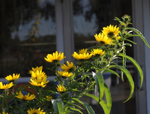 SWAMP SUNFLOWER (Helianthus angustifolius) graces the entrance to the Harry H. Laidlaw Jr. Honey Bee Research Facility at the University of California, Davis. (Photo by Kathy Keatley Garvey)
