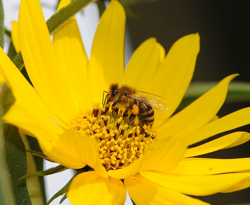 A HONEY BEE forages a swamp sunflower blossom. (Photo by Kathy Keatley Garvey)