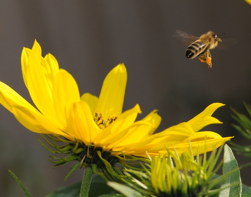 BUZZING OFF, a honey bee packed with pollen leaves the swamp sunflower. (Photo by Kathy Keatley Garvey)