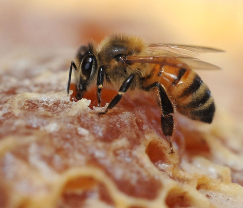 HONEY BEE at the Harry H. Laidlaw Jr. Honey Bee Research Facility at the University of California, Davis, samples honey. (Photo by Kathy Keatley Garvey)