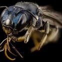 This macro image of a Ceratina bee is the work of Sam Droege of the bee inventory and monitoring program, the U.S. Geological Survey. This image is part of the public domain.