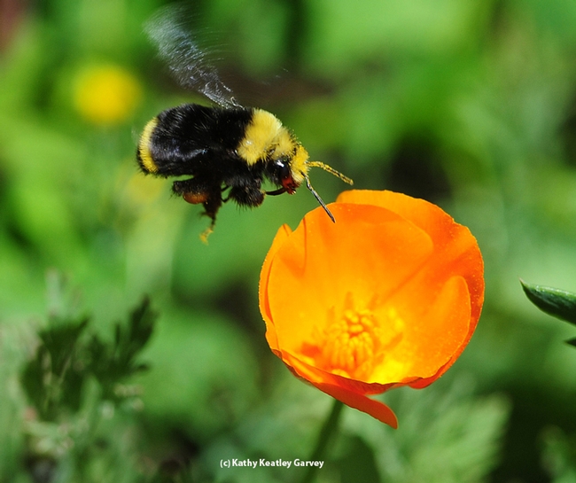 A yellow-faced bumble bee,  Bombus vosnesenskii, heads for a California golden poppy. (Photo by Kathy Keatley Garvey)