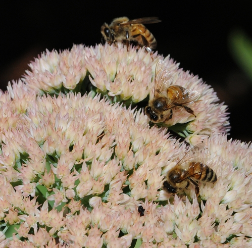 HONEY BEES foraging on sedum in a photo taken in September 2009. (Photo by Kathy Keatley Garvey)