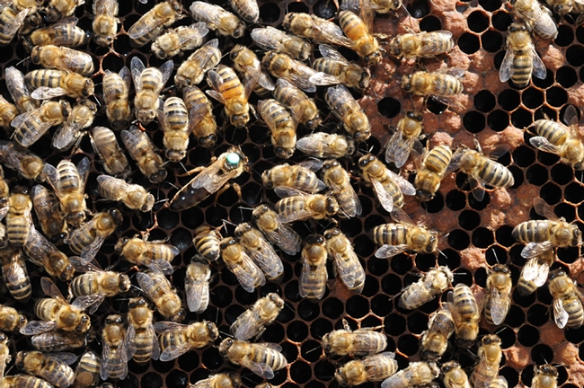 Inside the hive: the queen bee goes about laying eggs as worker bees tend to her needs and the needs of the colony. (Photo by Kathy Keatley Garvey)