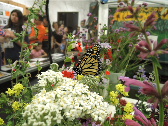It was a mix of pollinators and people at the Pollinator Pavilion during UC Davis Picnic Day. Graduate student Rei Scampavia provided the display in Briggs Hall. (Photo by Kathy Keatley Garvey)