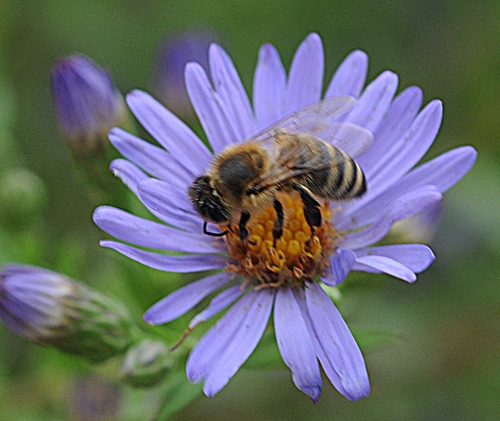 WORKING THE FLOWER, the honey bee collects food for her nearby hive.(Photo by Kathy Keatley Garvey)