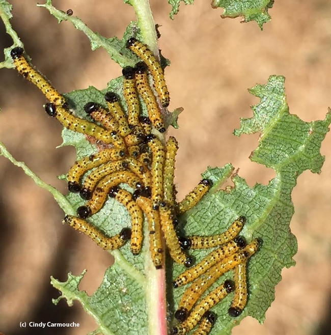 Cindy Carmouche of Vacaville captured this amazing photo of early instar redhumped caterpilllars eating the leaves of her French prune tree.