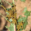 Cindy Carmouche of Vacaville captured this amazing photo of early instar redhumped caterpilllars eating the leaves of her French prune tree.