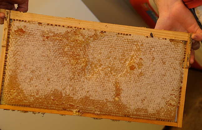 A frame of honey. (Photo by Kathy Keatley Garvey)