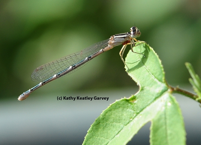 This image shows a damselfly with water mites on its thorax. (Photo by Kathy Keatley Garvey)