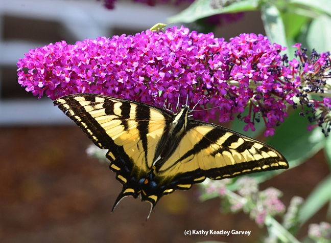 Papilio rutulus, lands on a butterfly bush. Note the stink bug on top. (Photo by Kathy Keatley Garvey)