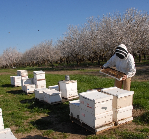BEE BREEDER-GENETICIST Kim Fondrk of UC Davis tends his bees in a Dixon, Calif.  almond orchard. (Photo by Kathy Keatley Garvey)