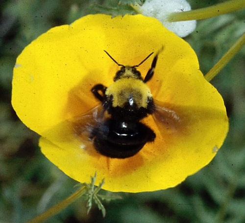 CLOSE-UP of Franklin's Bumble Bee on a California poppy. (Photo courtesy of Robbin Thorp of UC Davis.)