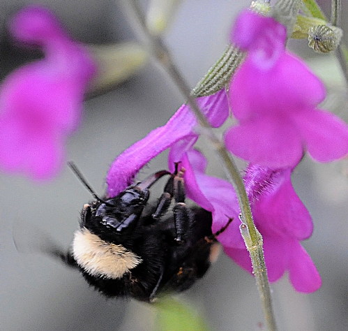 THIS BUMBLE BEE, Bombus californicus, is among the native bees in the area near the American and Consumnes rivers. (Photo by Kathy Keatley Garvey)