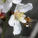 Mead makers have the honey bee to thank for the key ingredient: honey. (Photo by Kathy Keatley Garvey)