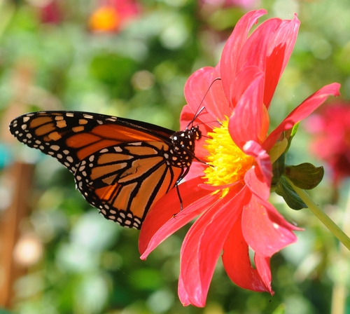 MONARCH BUTTERFLY (Danaus plexippus), shown here in the Luther Burbank Gardens, Santa Rosa, is one of the butterflies that Art Shapiro has studied for the last 35 years. (Photo by Kathy Keatley Garvey)