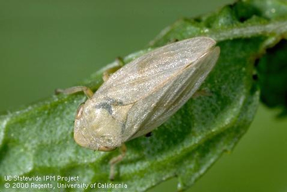 An adult spittlebug. (Photo by Jack Kelly Clark, courtesy of UC IPM)