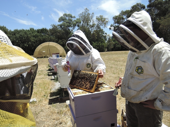 UC Davis Extension apiculturist Elina Niño (left) explaining bee biology. At right is staff research associate Bernardo Niño, her husband. They will teach two short courses in September. (Photo by Kathy Keatley Garvey)