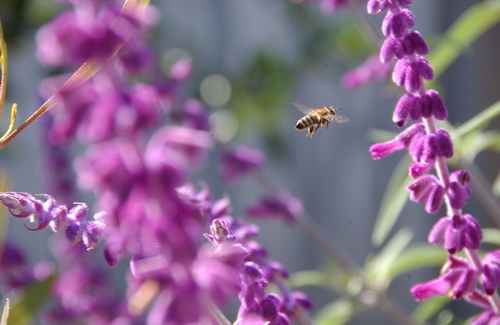 HONEY BEE moves through salvia (sage).  (Photo by Kathy Keatley Garvey)
