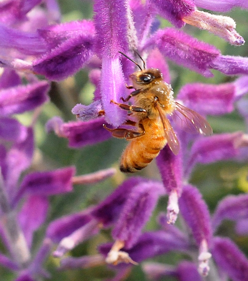 HONEY BEE foraging on salvia (sage). (Photo by Kathy Keatley Garvey)