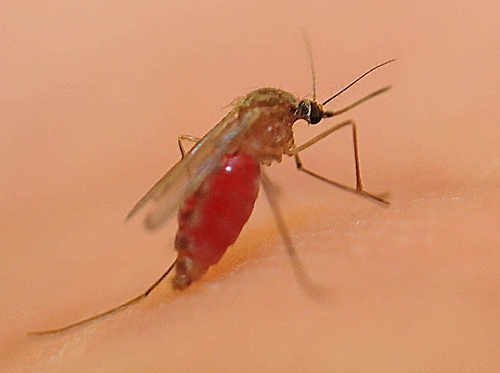 THIS MOSQUITO, Culex quinquefasciatus, has just received a blood meal. (Photo by Kathy Keatley Garvey)